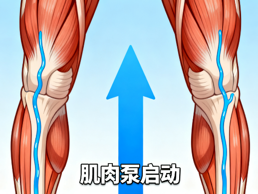 [图片占位：激活肌肉泵作用]